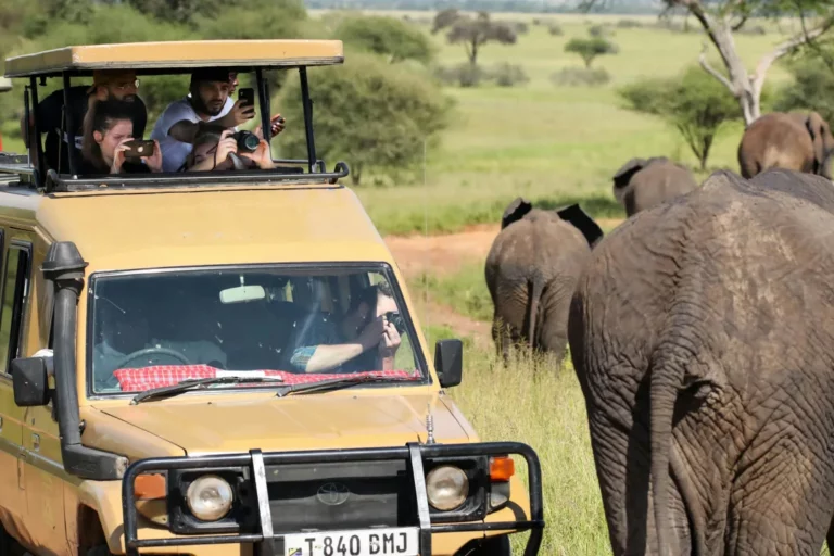 African Safari Tours: Expert Guide to Booking, Experiences & Innovation